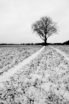 Winter Tree