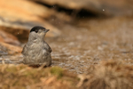 Blackcap (male) bathing, Claret, Spain