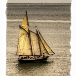 The 'Flower of Caithness' sailing in Plymouth Sound, July 2014