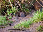 Brown Rat