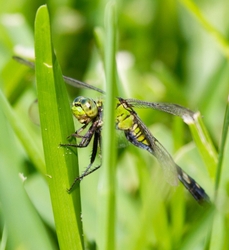 Dragonflies _0009