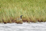 Red-throated Diver