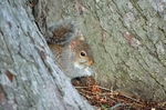 Grey Squirrel