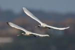 Spoonbills in close formation on landing approach