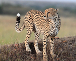 Cheetah on the move in the early morning