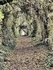 Hedge Tunnel ~ Maldon ~ Essex