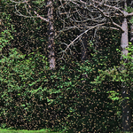 Dance of the Honey Bee