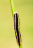 Broom moth caterpillar