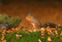Red Squirrel