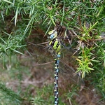 Dragonfly, Wareham Forest