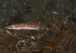 Spinachia spinachia
