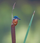 Kingfisher - Alcedo atthis