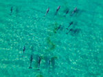 Dolphins Cruising