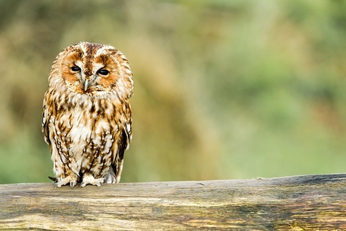 Tawny Owl