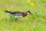 Red-necked Phalarope (male) catches an insect on a grass stem, Iceland