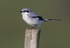 Northern Grey Shrike