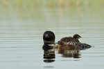 Common Loon with two chicks, Minnesota