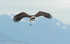 Fish eagle is loosing his fish.