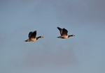 Barnacle Geese