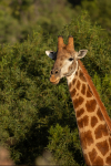 safari-28