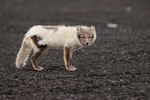 Arctic Fox, Katla Ice Cave, Iceland