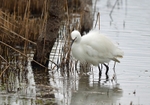 Little Egret