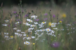 Meadow Grass _FL059