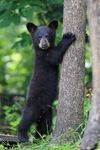Black Bear cub standing, Minnesota, USA
