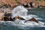 Rough seas at Ansteys Cove