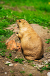 Black-tailed Prarie Dog - DSC_9625
