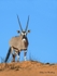 Gemsbok
