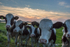 Cows at Sunset
