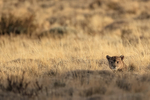 Puma Dark head above grass, Torres del Paine, Chile