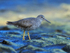 Wandering Tattler (breeding plumage), Ke'e Beach, Kauai