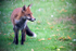 Urban Fox, Bristol _ UR072