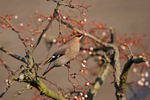 Waxwing