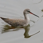 Spotted Redshank (Tringa erythropus) ad-W