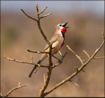 Rose patched bush shrike