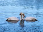 Mute Swans