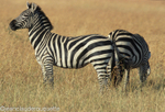 Zebras in Kirawira