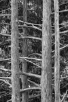 Pine Ladder - Mono