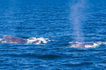 Mother Calf and Escort 4 0A3A8338