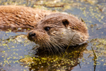 european otter lutra lutra-2-2