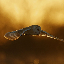 Barn Owl in flight