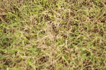 SBM_00416