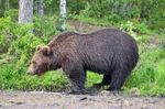 Brown Bear