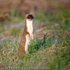 Stoat (Mustela erminea)