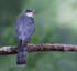 Sparrowhawk