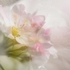Apple Blossom