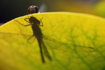 Dragonfly shadow on a Lilly_Somerset_009
